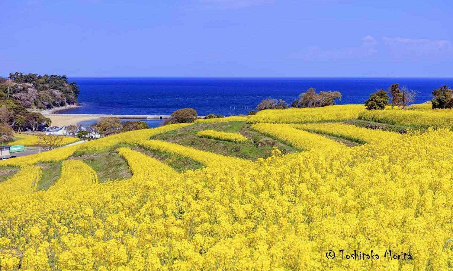 眩しい黄色の菜の花畑に彩られた丘