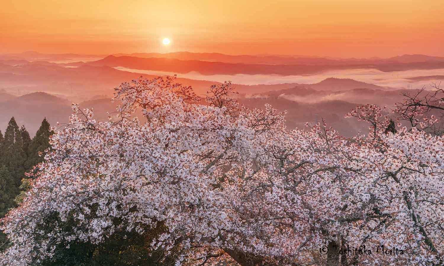 朝日に輝く雲海と弥高山の桜