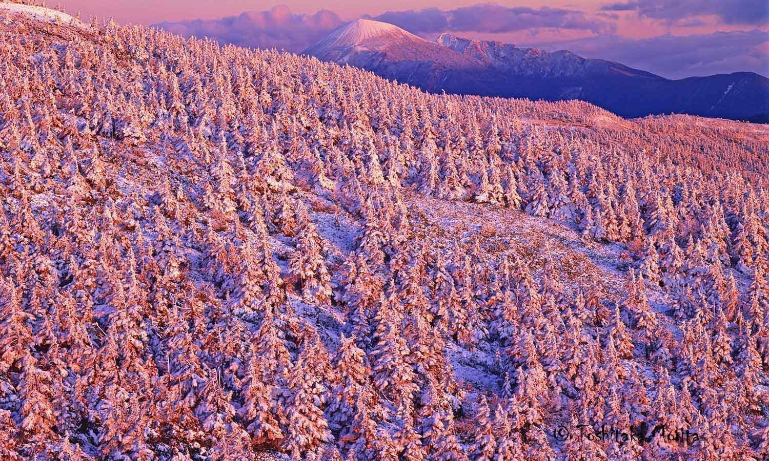 夕日に染まるアオモリトドマツ樹氷群と岩手山