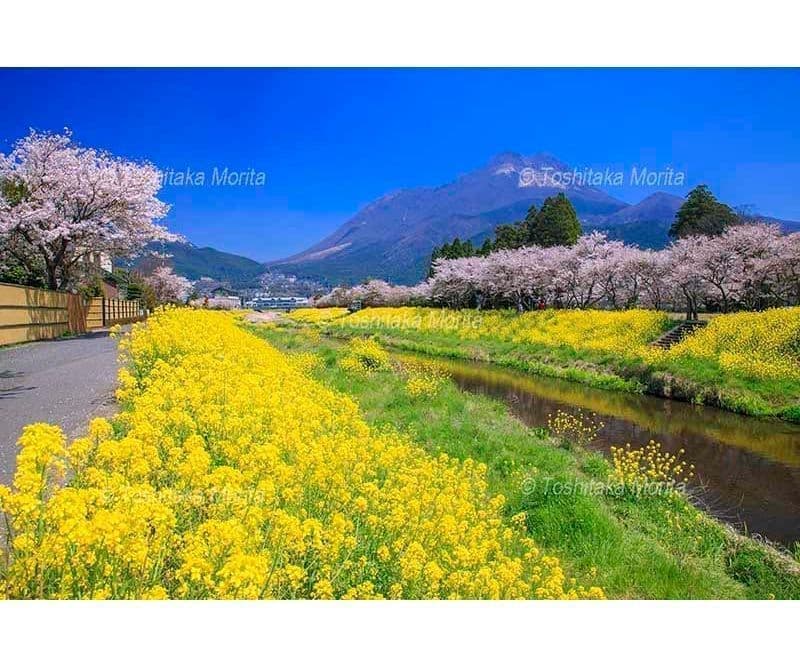 菜の花咲く大分川から豊後富士